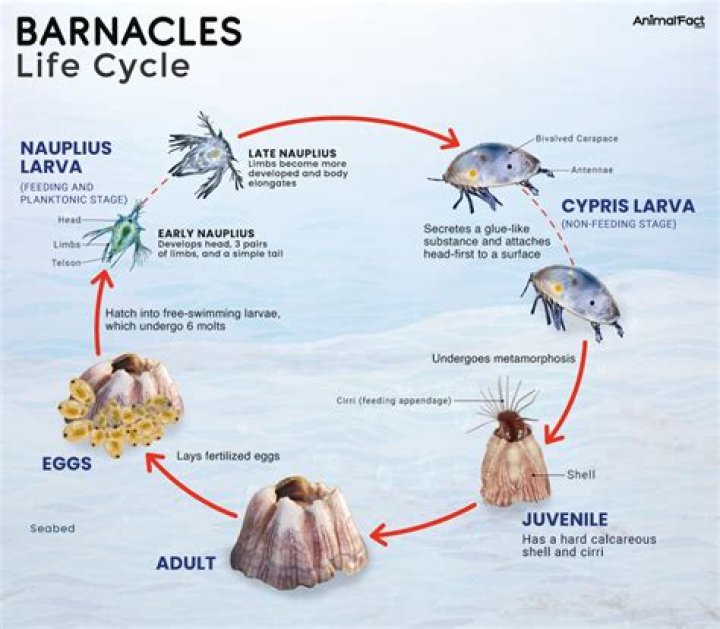 Discover the Fascinating World of Barnacles: Nature's Tiny Architects?