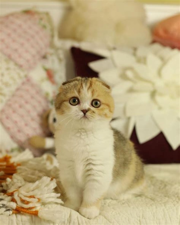 Coco Cat Breed: A Fascinating Feline Companion