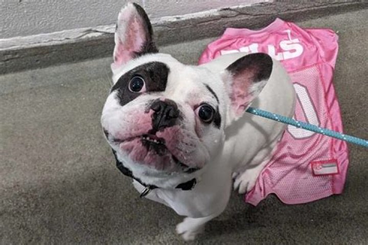 Demon Dog Ralphie: The Haunting Tale of a Pet with a Dark Secret