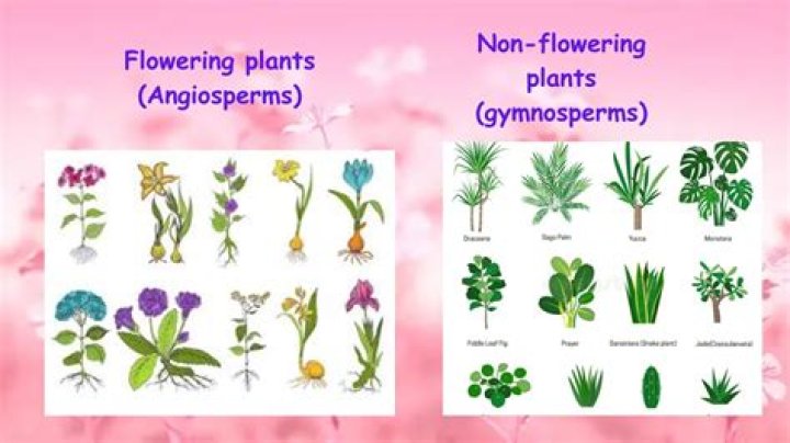 Exploring the Fascinating World of Non-Angiosperm Plants