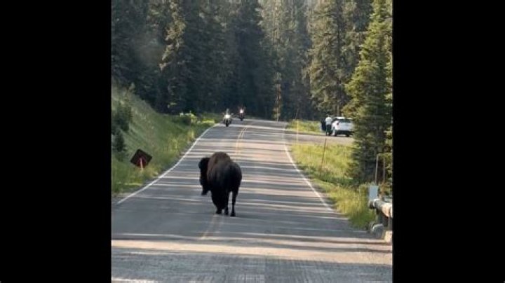 Missing Cat in Yellowstone? Help Us Find [Cat Name]!