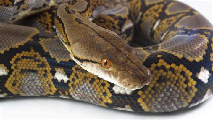 Missing Mother Found in Python: A Shocking Discovery