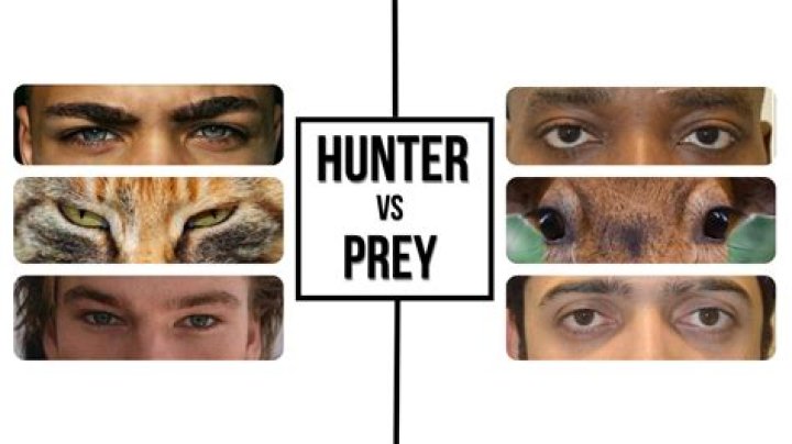 Understanding the Prey Eyes of Humans: A Comprehensive Exploration