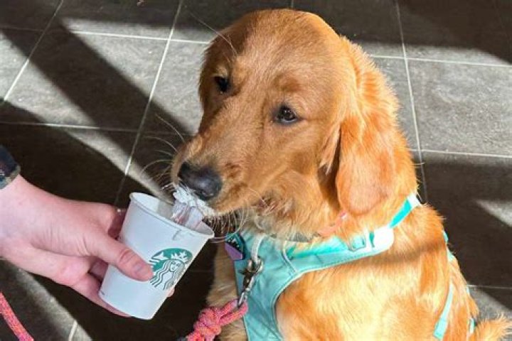 Puppy Cup Starbucks: Adorable Treats & Deals!