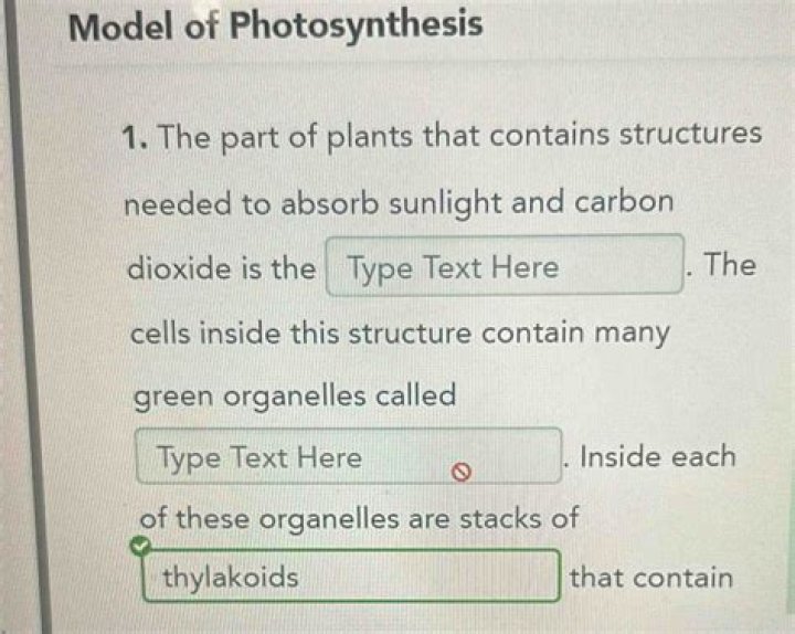 The Cells Inside This Structure Contain Many Green Organelles Called: A Comprehensive Guide