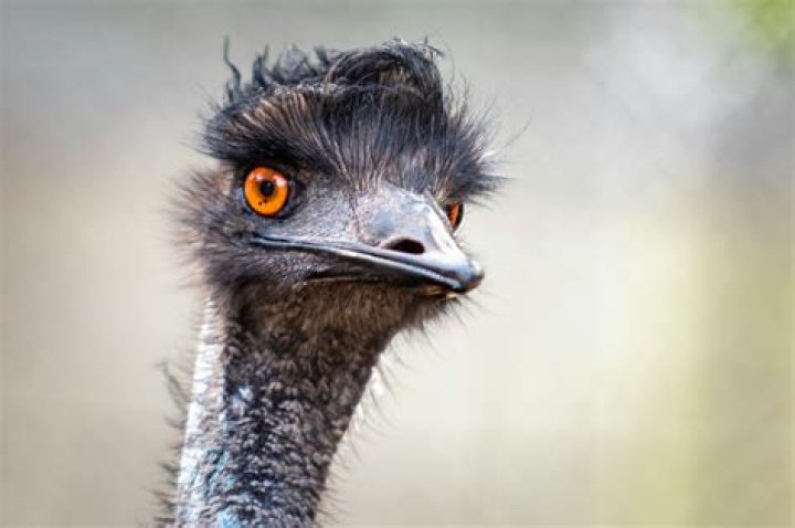 Unraveling the Mystery: Is Limu the Emu Real?