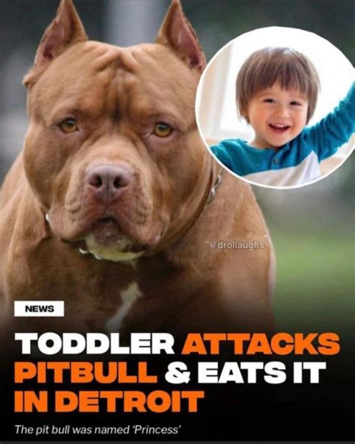 Unveiling the Mystery: Who is Pitbull's Daughter?