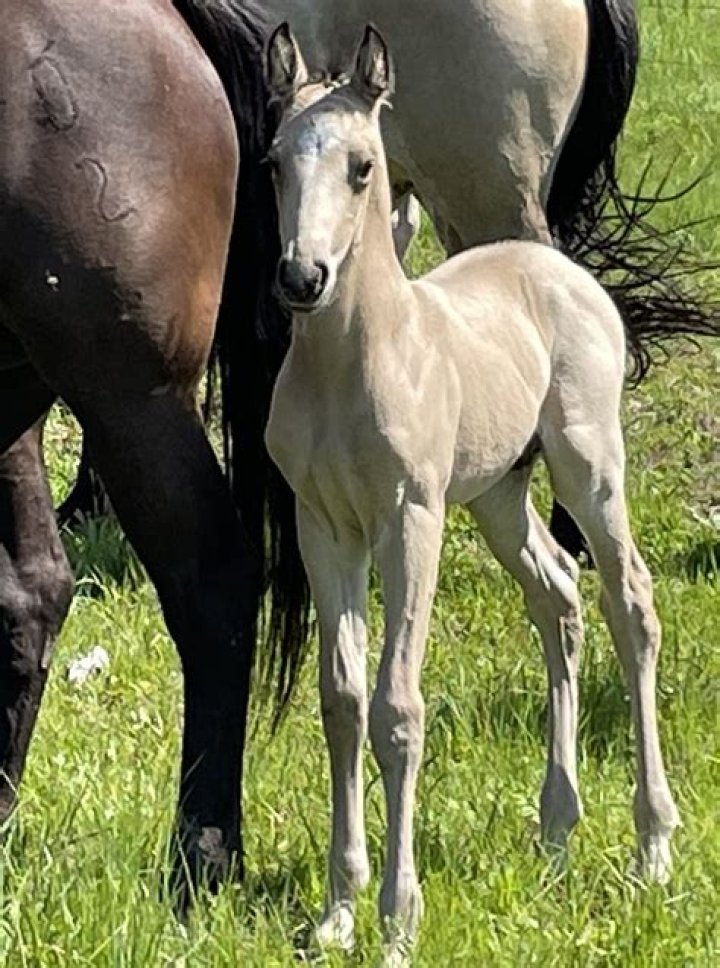 Wyatt Earp Grandson: Unveiling the Legacy of a Legendary Figure